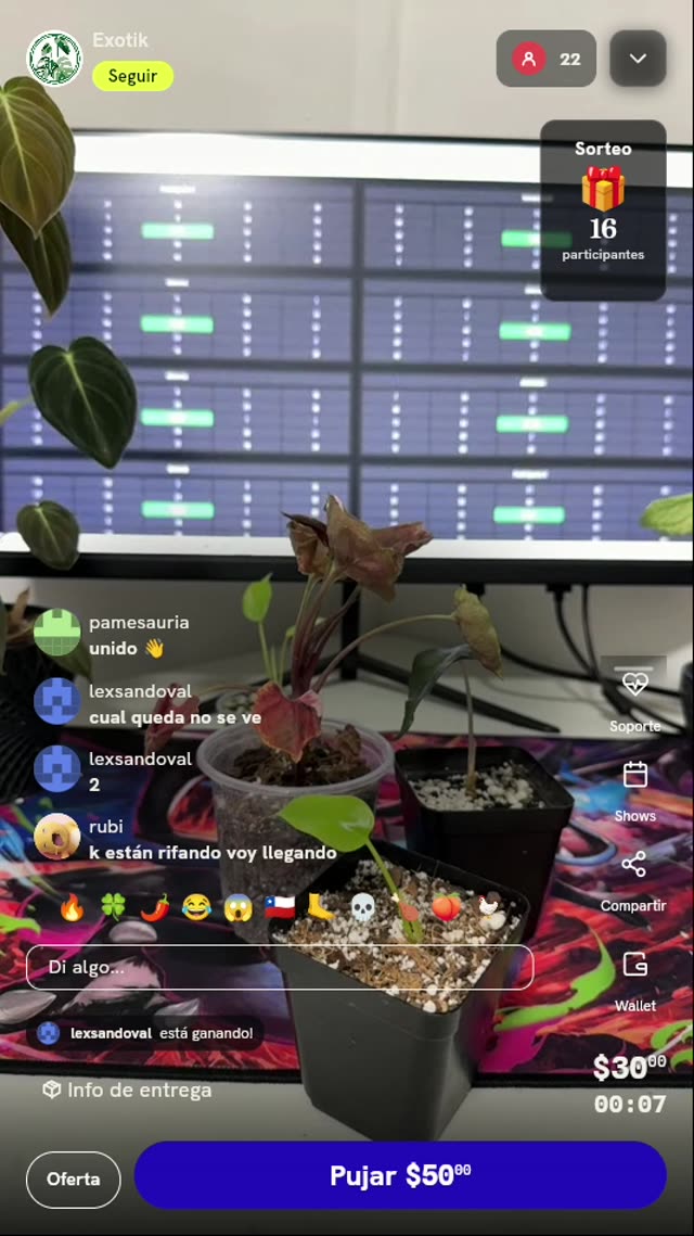 Planta Monstera Lemon Lime