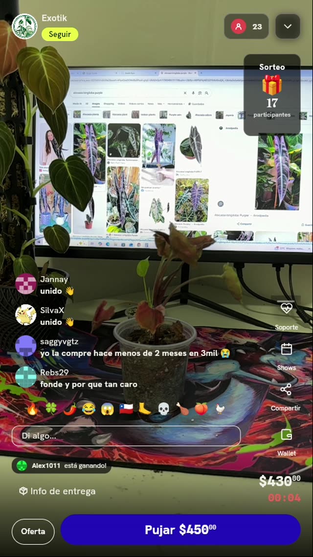 Planta Alocasia Longiloba Purple