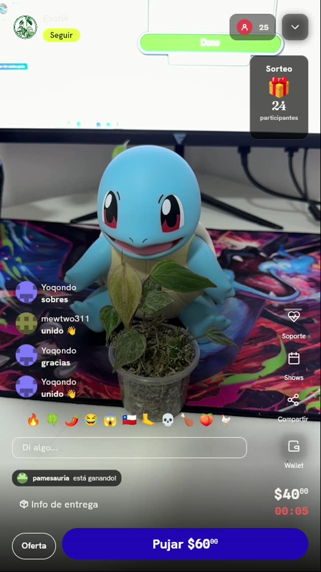 Planta Piper Crocatum en Musgo