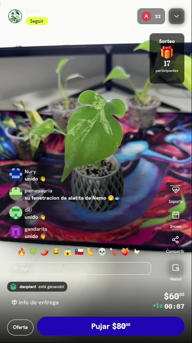 Planta Philodendron Variegado de Colección