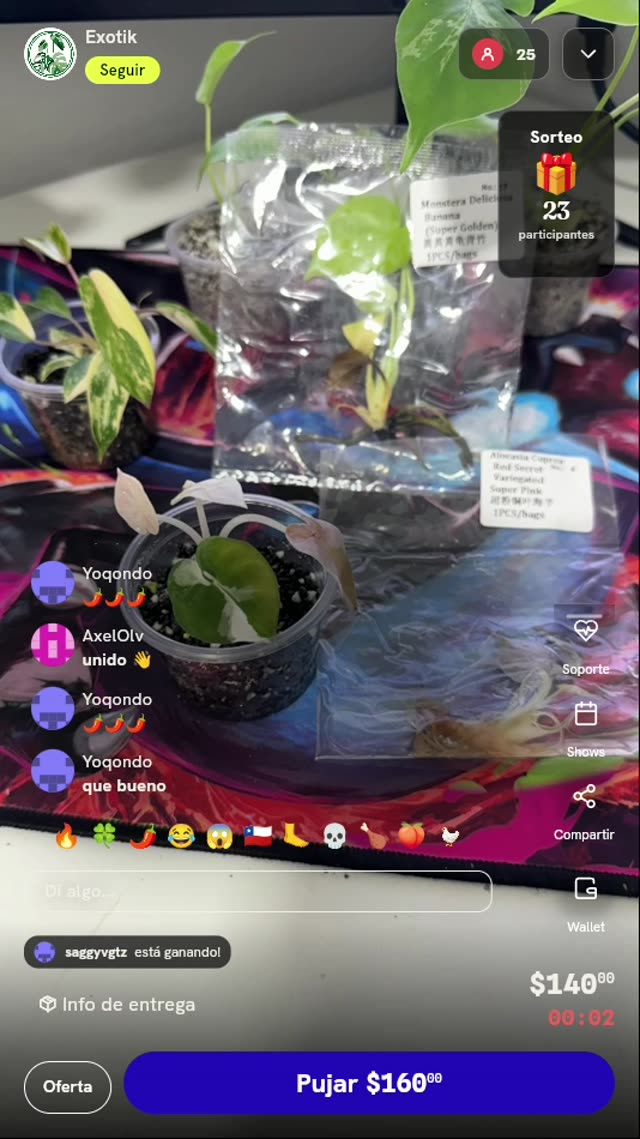 Planta exótica variegada de colección