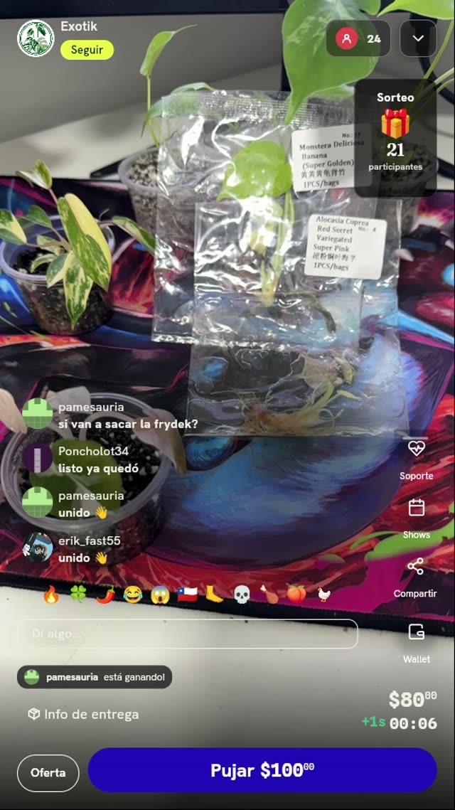 Plantas en cultivo in vitro