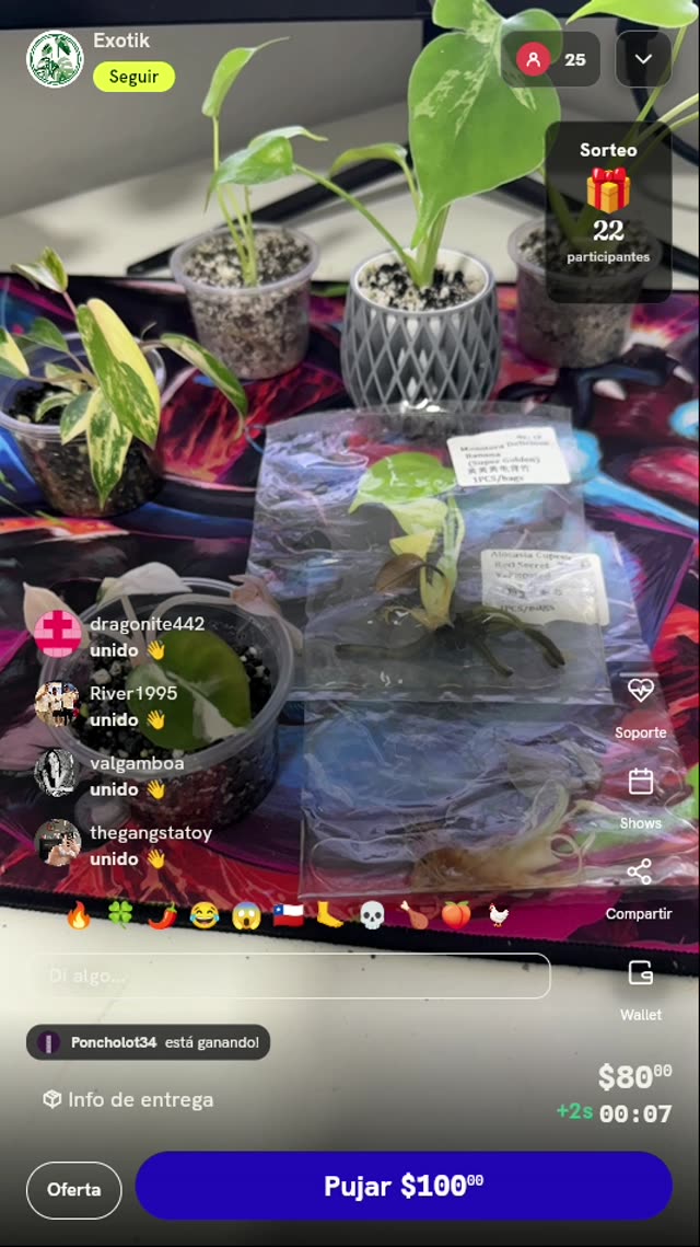 Plántula Exótica en Cultivo In Vitro