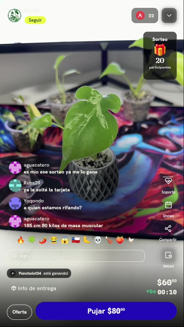 Philodendron Florida Beauty variegado