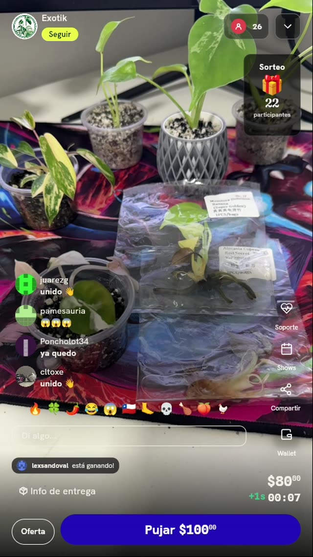 Lote de 3 plantas exóticas