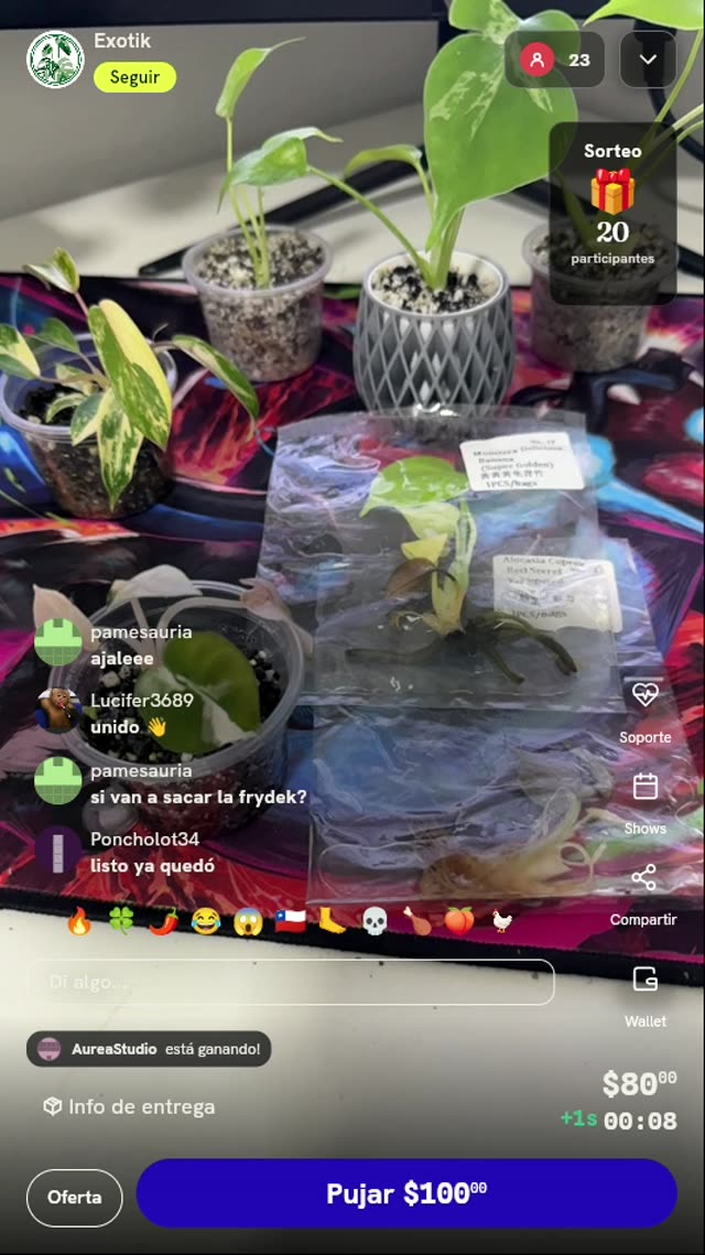 Paquete de Plantas Exóticas Variegadas
