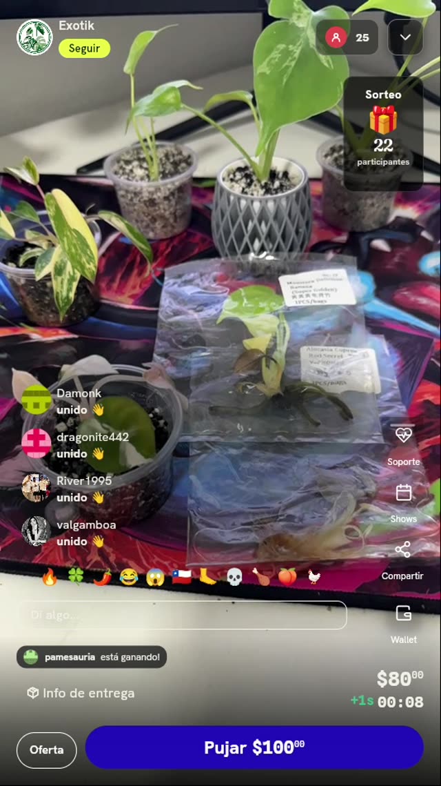 Plántulas Exóticas de Monstera y Alocasia