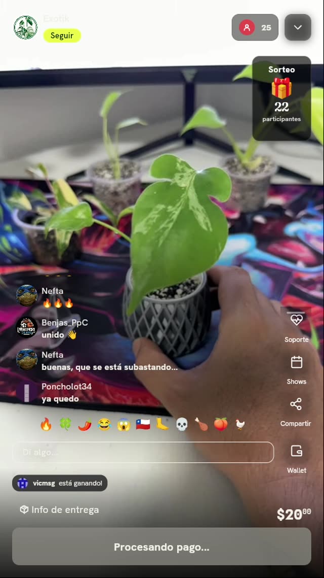 Planta Mini Monstera Variegada