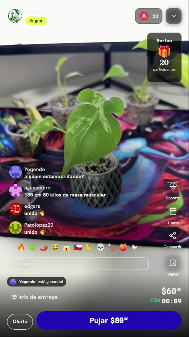 Planta Monstera Aletita de Nemo