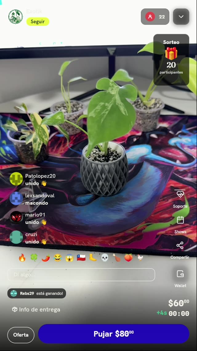 Planta exótica variegada en maceta