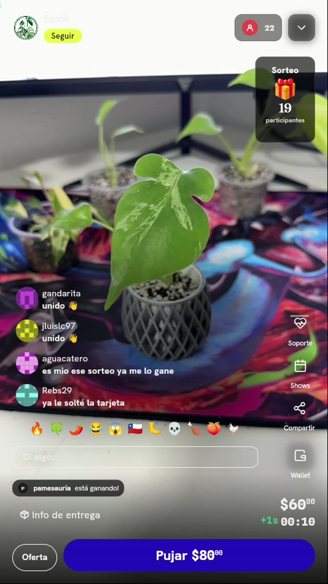 Planta exótica variegada en maceta