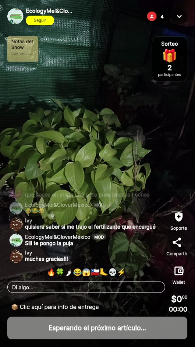 Planta Pothos en maceta