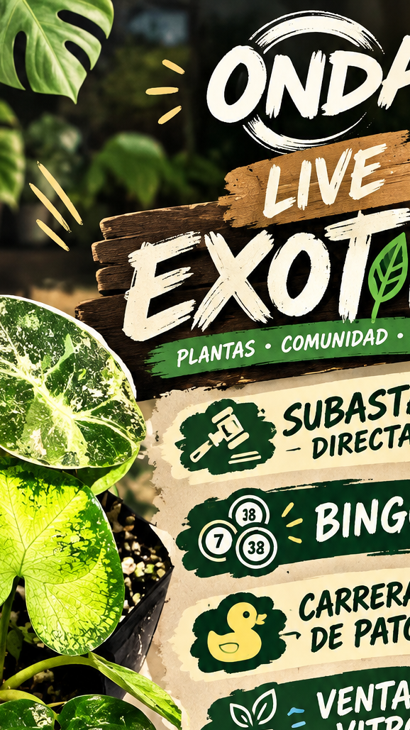 live exótico