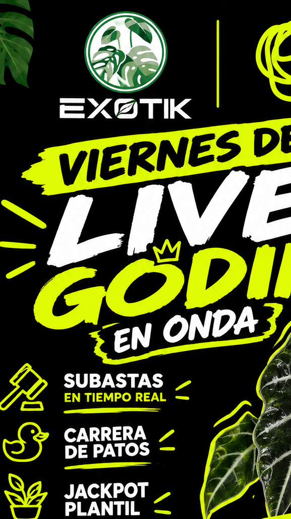 live Godin exotiko