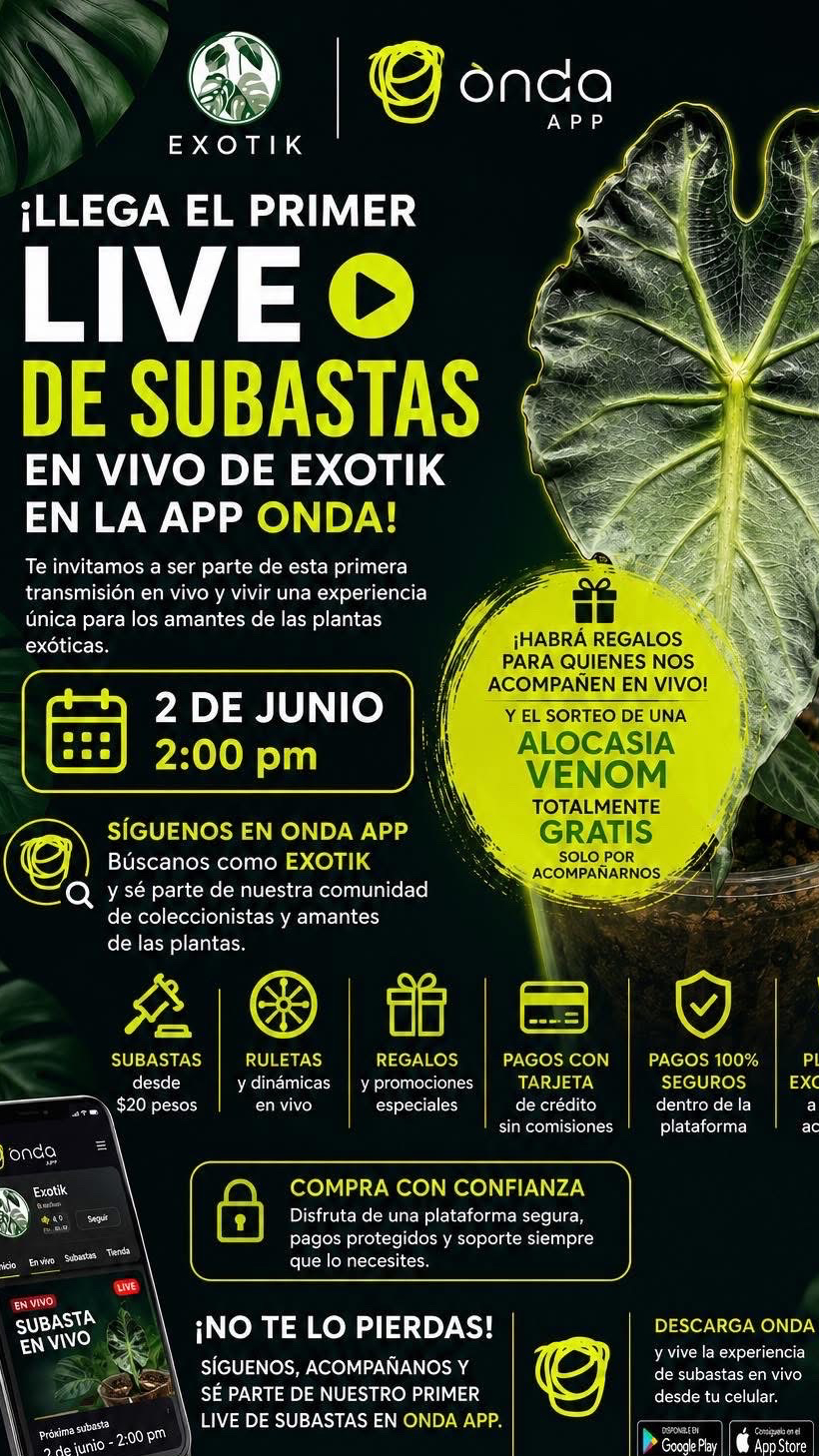 primer live de exotik en onda app