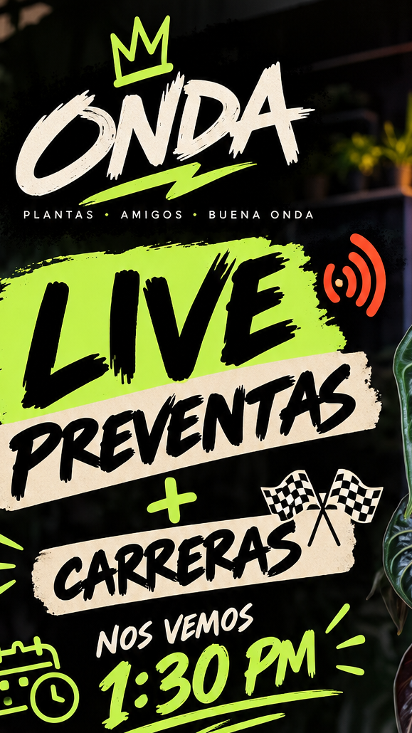 live preventas y carreras de patos 