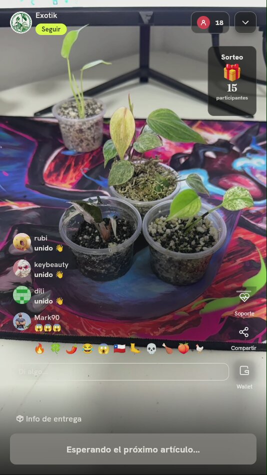 Lote de plantas exóticas variegadas