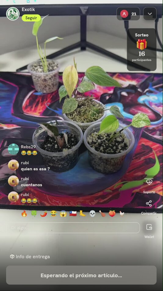 Esquejes de Plantas Exóticas