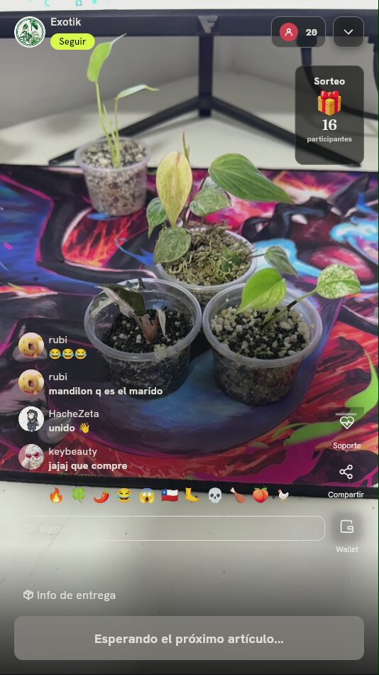 Esquejes de Plantas Exóticas Coleccionables
