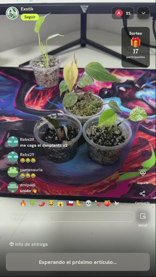 Lote de plántulas exóticas variegadas