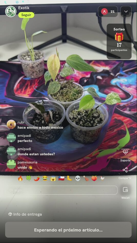 Lote de plantas exóticas