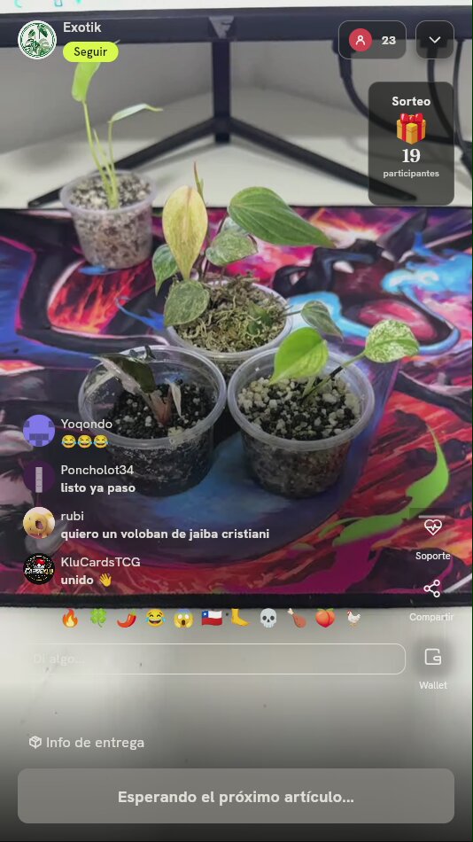 Plantas exóticas en vaso