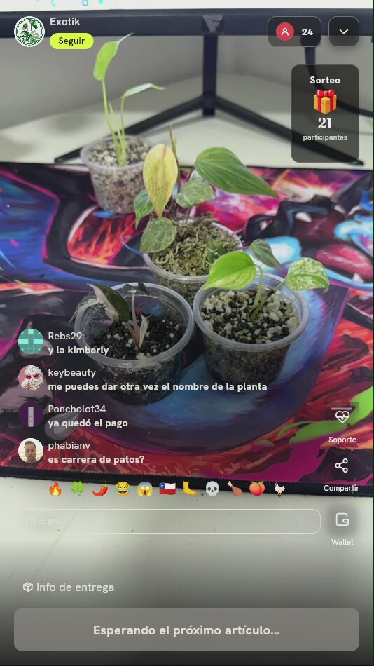 Set de 3 plantas exóticas