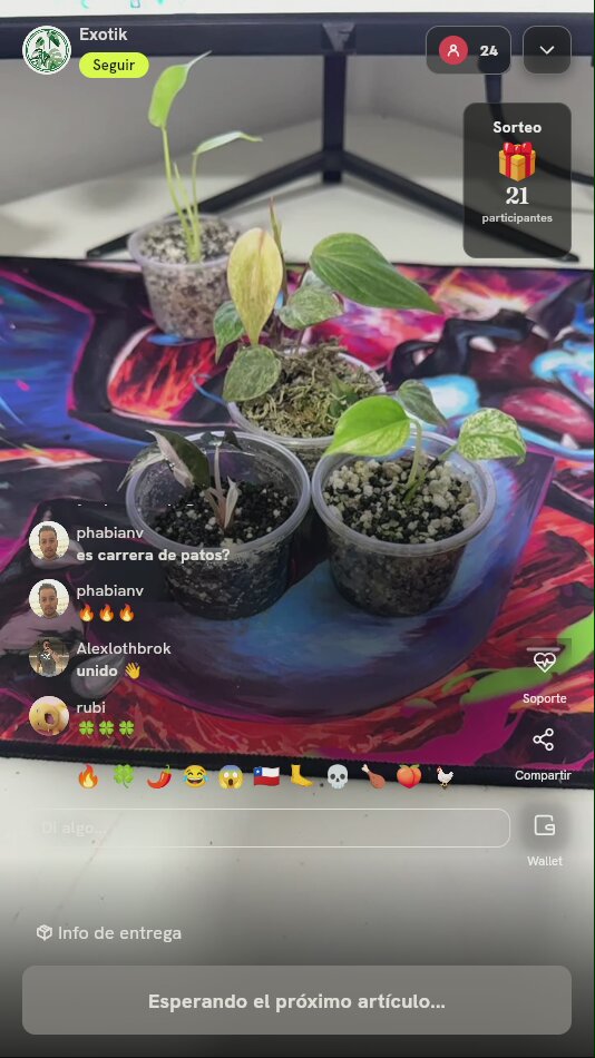 Plántulas de Philodendron exótico