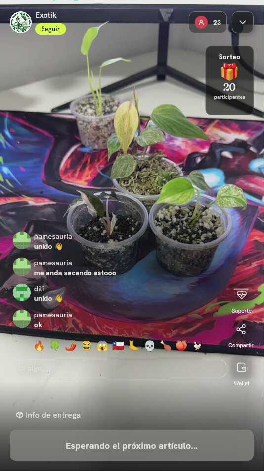 Plántula de planta exótica