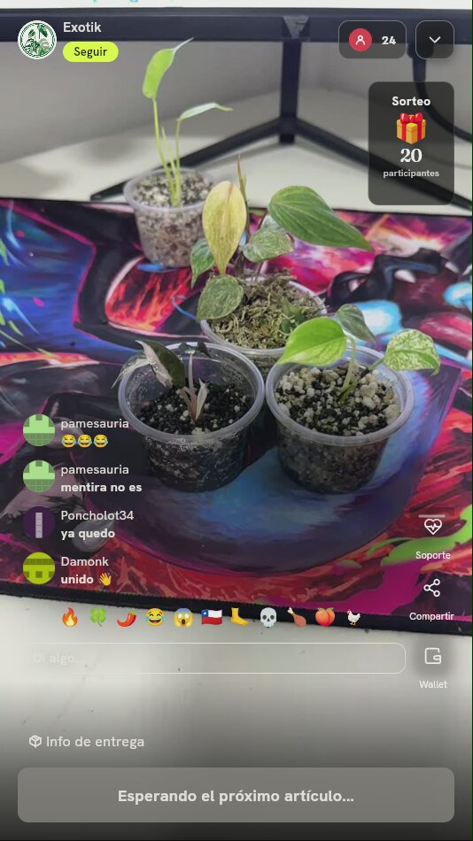 Esquejes de Plantas Exóticas Variegadas