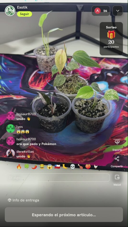 Plántulas Monstera Bulbasaur y Lemon Lime