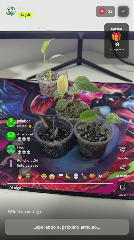 Esquejes de plantas tropicales exóticas
