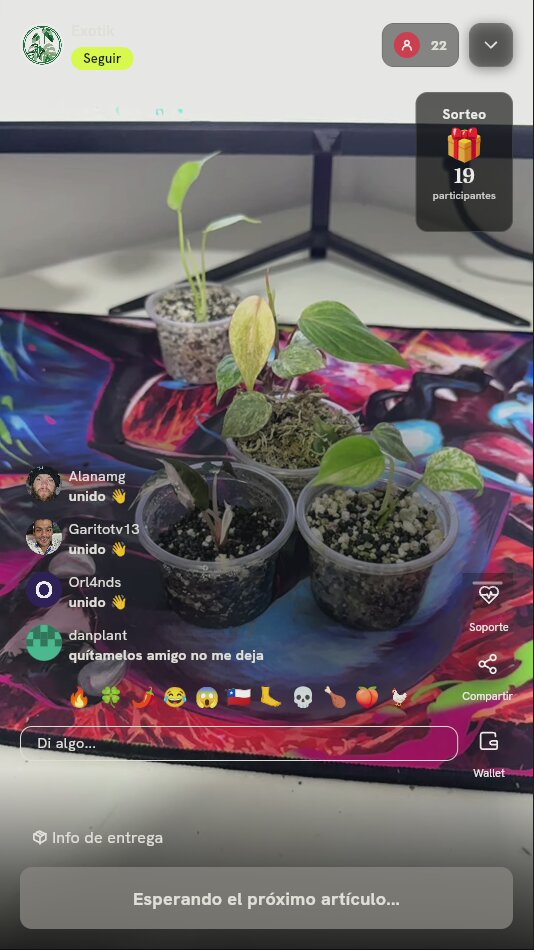Plántulas de plantas exóticas