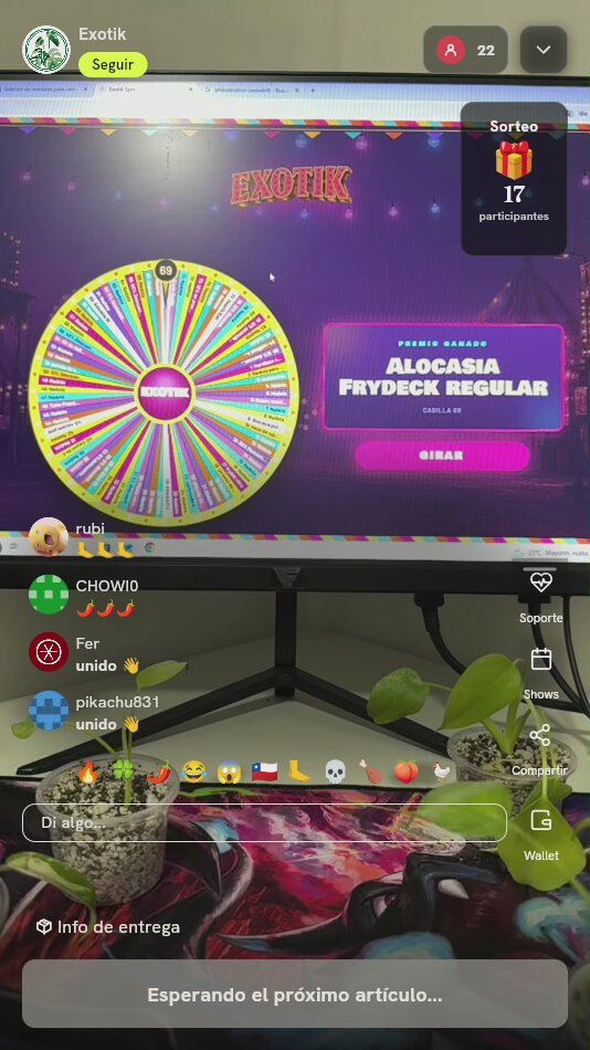 Alocasia Frydeck Regular
