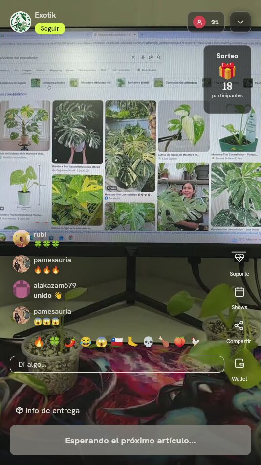 Esqueje de Planta Monstera