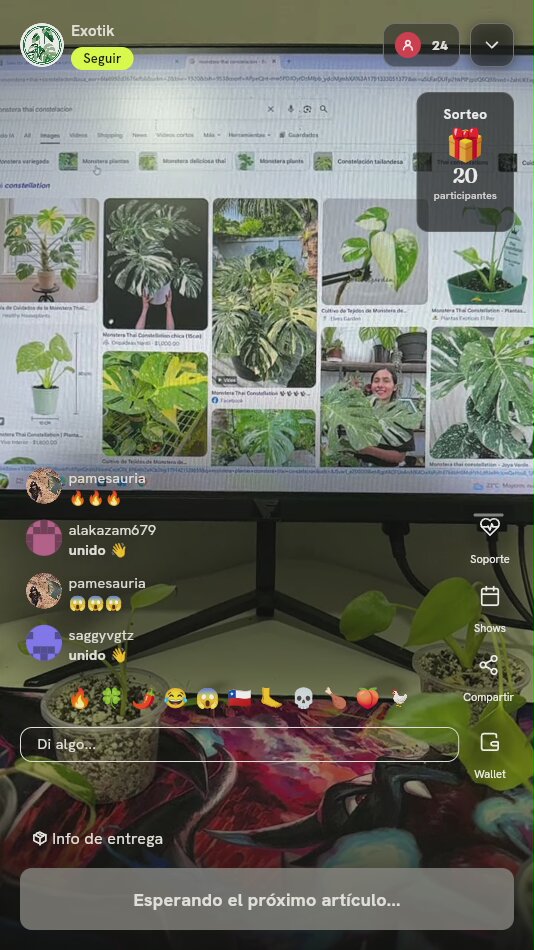 Planta Monstera Thai Constellation