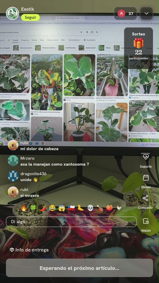 Planta Alocasia Mickey Mouse