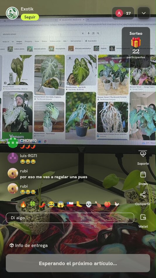 Planta Alocasia Venom