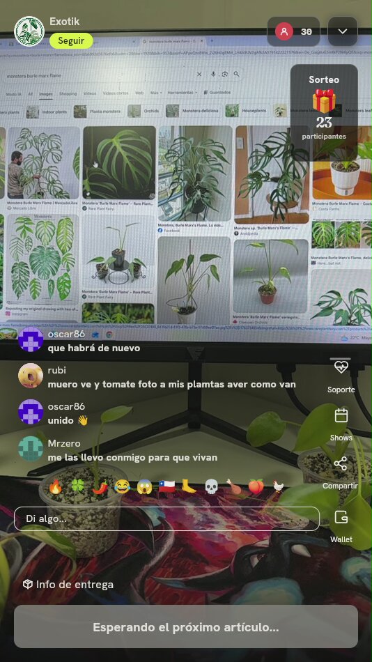 Planta Monstera Burle Marx Flame