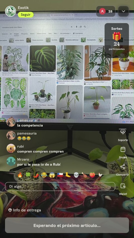 Planta Monstera Burle Marx Flame