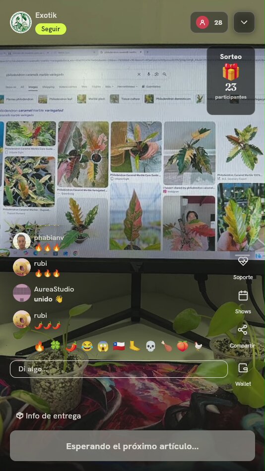 Planta Philodendron Caramel Marble