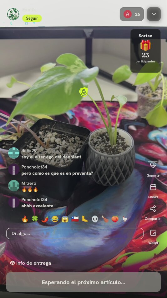 Planta Variegada en Maceta