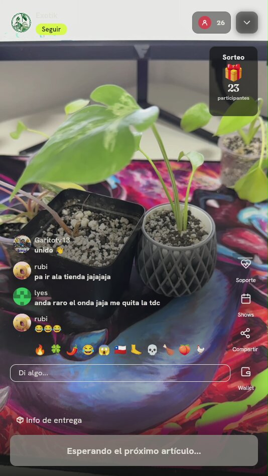Planta Variegada en Maceta