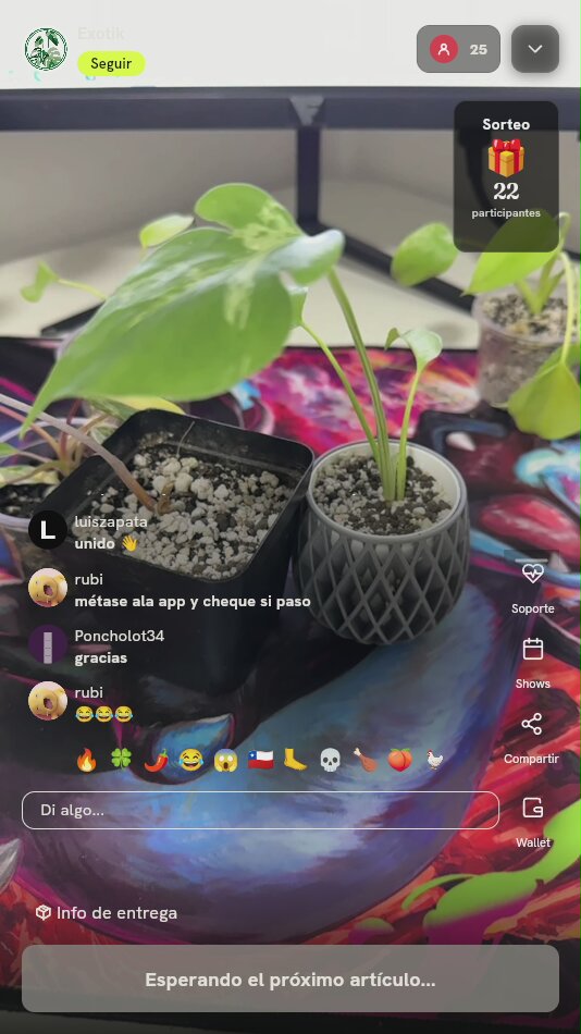 Planta Variegada en Maceta