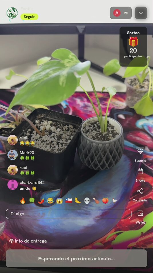 Planta Tropical Variegada en Maceta
