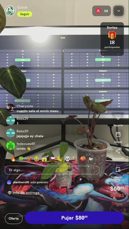Planta Exótica Platycerium