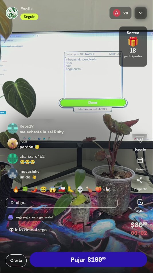 Planta Monstera Super Gold