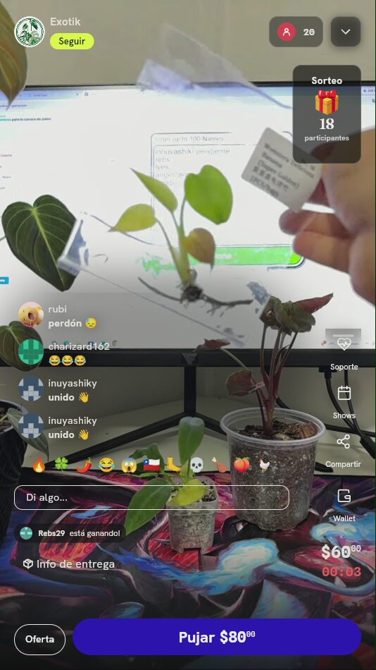 Planta Monstera Super Golden