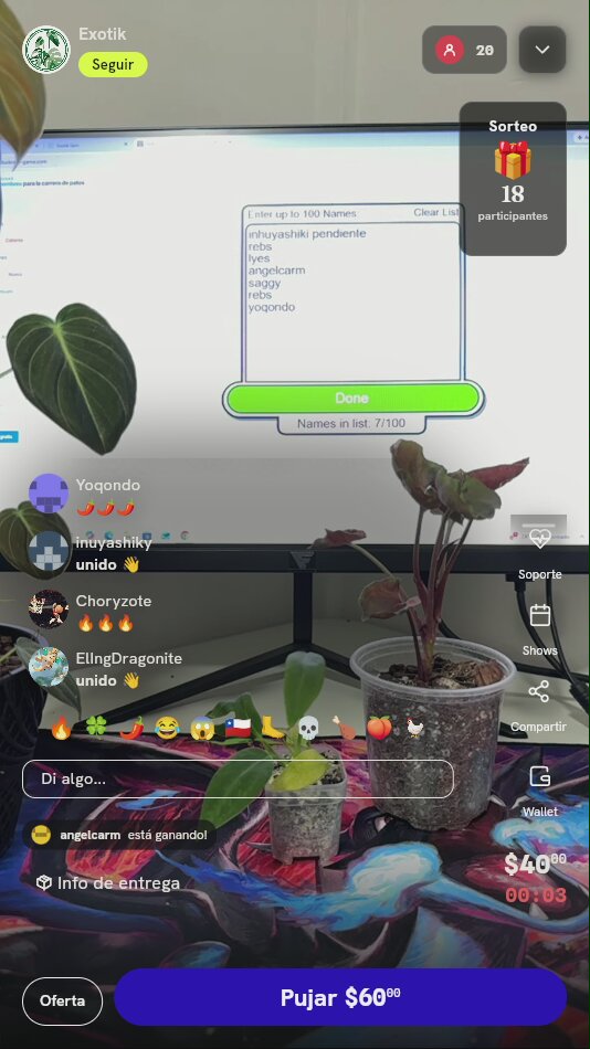Planta tropical exótica en maceta