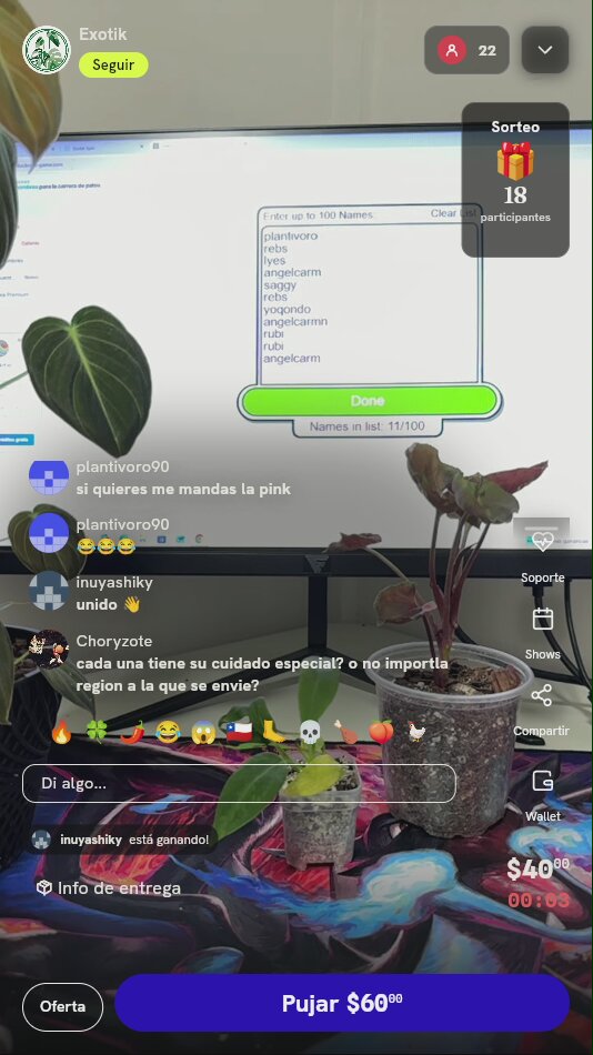 Planta Ornamental Syngonium Pink